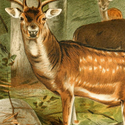 Daino Wilhelm Kuhnert wkh11 quadro stampato su tela