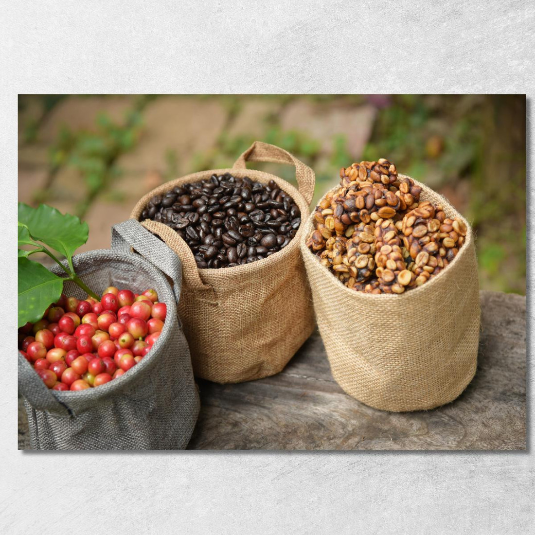 Quadro Moderno Sacchi Di Caffè Con Chicchi In Diverse Fasi Di Lavorazione foo96 quadro stampato su tela