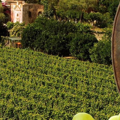 Quadro Moderno Vigneto Al Tramonto Con Botte Di Vino E Uva Bianca foo118 quadro stampato su tela