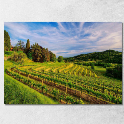 Quadro Moderno Vigneto Collinare Al Tramonto foo119 quadro stampato su tela