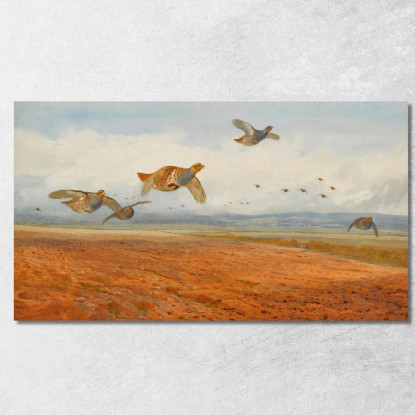 Una Covata Di Pernici Grigie In Volo Archibald Thorburn ath2 quadro stampato su tela