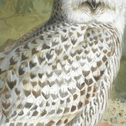 Una Femmina Di Civetta Delle Nevi Archibald Thorburn ath3 quadro stampato su tela