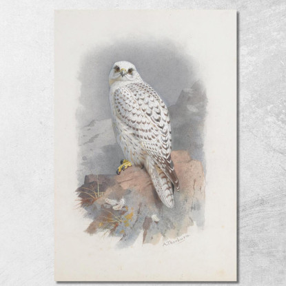 Un Falco Della Groenlandia Archibald Thorburn ath5 quadro stampato su tela