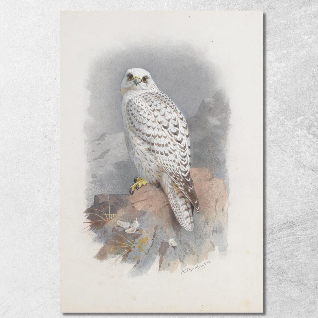 Un Falco Della Groenlandia Archibald Thorburn ath5 quadro stampato su tela