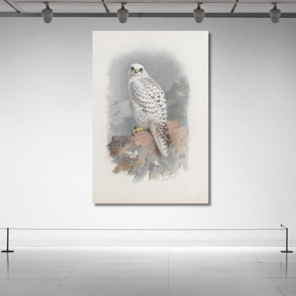 Un Falco Della Groenlandia Archibald Thorburn ath5 quadro stampato su tela
