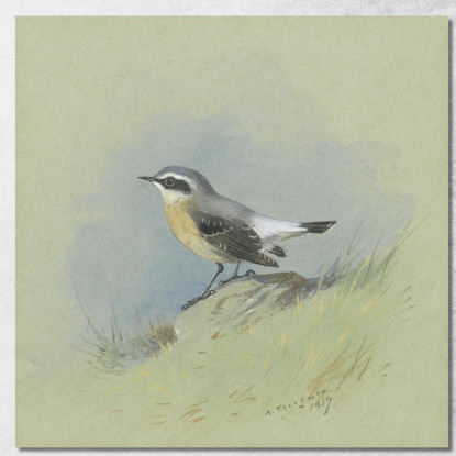 Un Maschio Di Culbianco Archibald Thorburn ath7 quadro stampato su tela