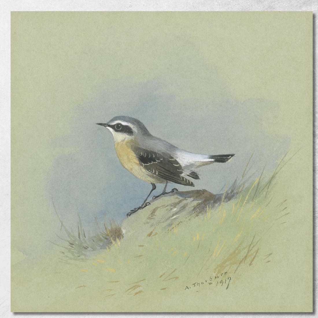 Un Maschio Di Culbianco Archibald Thorburn ath7 quadro stampato su tela