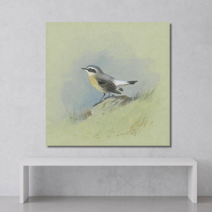 Un Maschio Di Culbianco Archibald Thorburn ath7 quadro stampato su tela