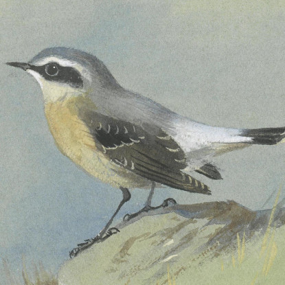 Un Maschio Di Culbianco Archibald Thorburn ath7 quadro stampato su tela