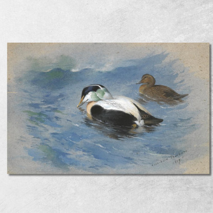 Una Coppia Di Edredoni Archibald Thorburn ath8 quadro stampato su tela