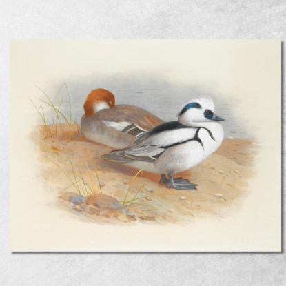 Una Coppia Di Smew Archibald Thorburn ath12 quadro stampato su tela