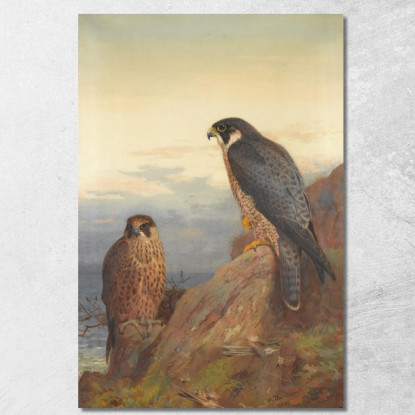 Un Falco Pellegrino Adulto E Uno Giovane Archibald Thorburn ath16 quadro stampato su tela