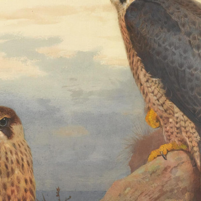 Un Falco Pellegrino Adulto E Uno Giovane Archibald Thorburn ath16 quadro stampato su tela