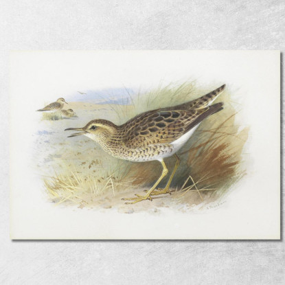 Piviere Di Bartram Archibald Thorburn ath19 quadro stampato su tela