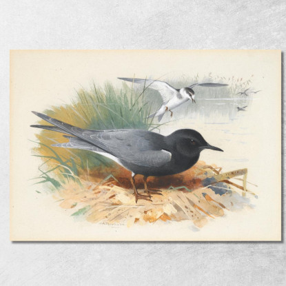 Sterna Nera E Grande Shearwater Archibald Thorburn ath21 quadro stampato su tela