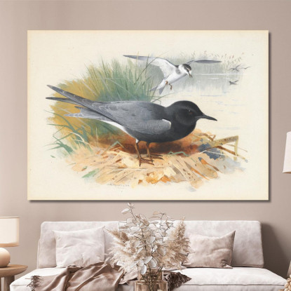 Sterna Nera E Grande Shearwater Archibald Thorburn ath21 quadro stampato su tela