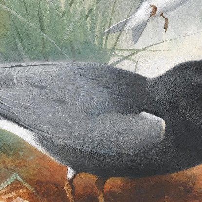 Sterna Nera E Grande Shearwater Archibald Thorburn ath21 quadro stampato su tela