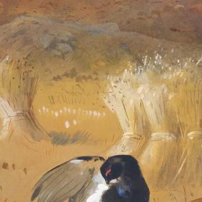 Fagiano Di Monte In Un Campo Archibald Thorburn ath25 quadro stampato su tela