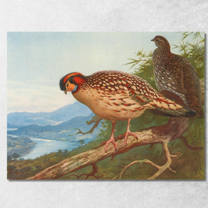 Tragopano Di Cabot Archibald Thorburn ath33 quadro stampato su tela