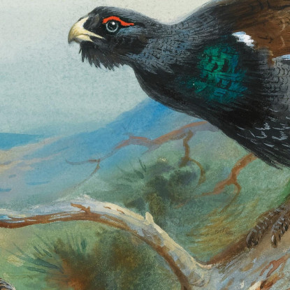 Gallo Cedrone Archibald Thorburn ath34 quadro stampato su tela