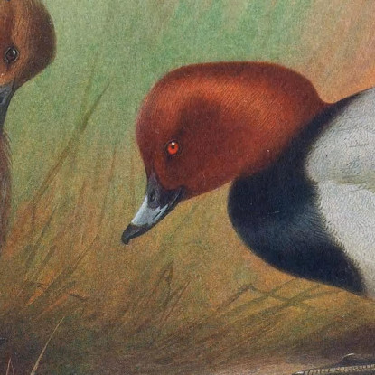 Moriglione Comune Archibald Thorburn ath37 quadro stampato su tela