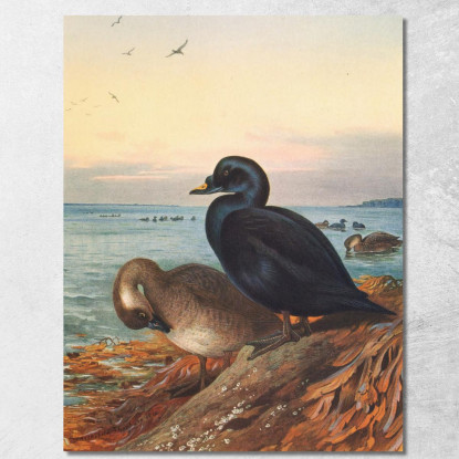 Moretta Comune Archibald Thorburn ath38 quadro stampato su tela