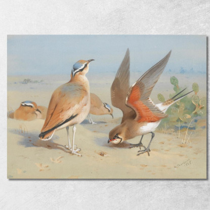 Corridore Biondo E Pratincola Archibald Thorburn ath39 quadro stampato su tela