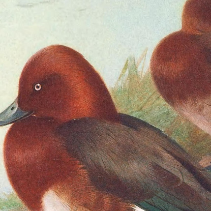 Moriglione Ferruginoso Archibald Thorburn ath46 quadro stampato su tela