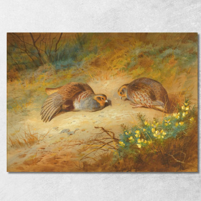 Pernice Grigia Archibald Thorburn ath52 quadro stampato su tela