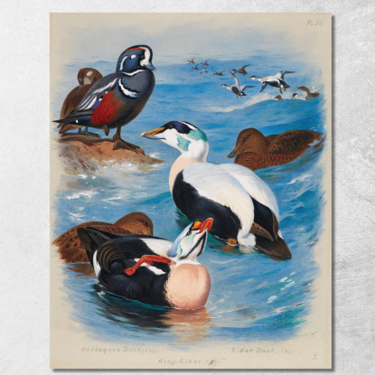 Anatre Arlecchino Ed Edredoni Archibald Thorburn ath55 quadro stampato su tela