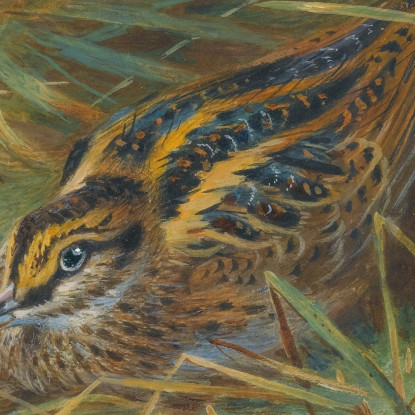 Beccaccino Archibald Thorburn ath59 quadro stampato su tela