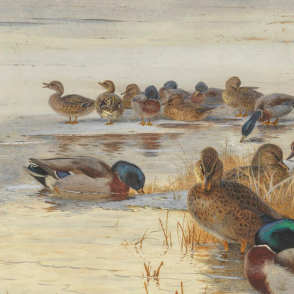 Germano Reale E Alzavola In Una Palude Innevata Archibald Thorburn ath65 quadro stampato su tela