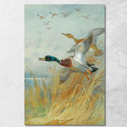 Germano Reale In Decollo Archibald Thorburn ath66 quadro stampato su tela