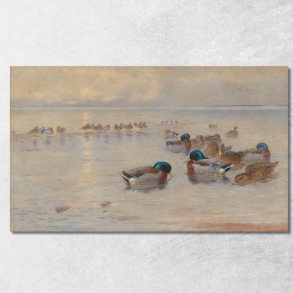 Germani Reali Su Un Lago Archibald Thorburn ath67 quadro stampato su tela