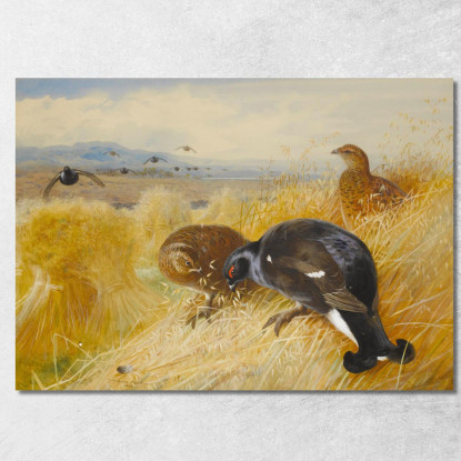 Sulle Stoppie: Fagiano Di Monte Archibald Thorburn ath71 quadro stampato su tela