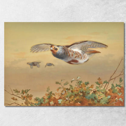 Pernice In Volo Archibald Thorburn ath74 quadro stampato su tela