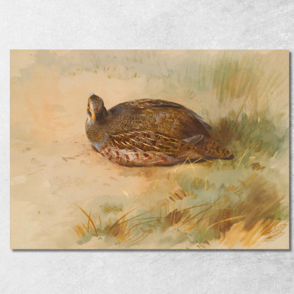 Pernice Archibald Thorburn ath75 quadro stampato su tela