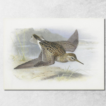 Piro-Piro Pettorale Archibald Thorburn ath78 quadro stampato su tela