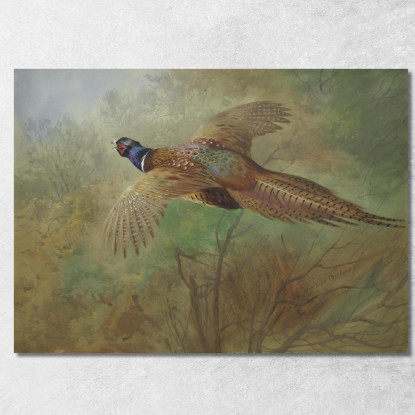 Fagiano In Volo Archibald Thorburn ath80 quadro stampato su tela