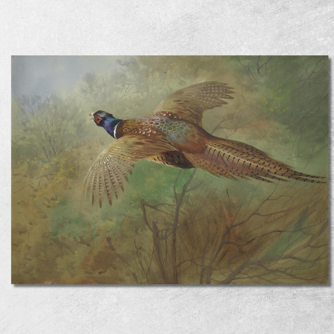 Fagiano In Volo Archibald Thorburn ath80 quadro stampato su tela