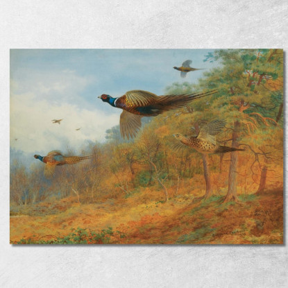 Fagiani Che Escono Dalla Copertura Archibald Thorburn ath82 quadro stampato su tela