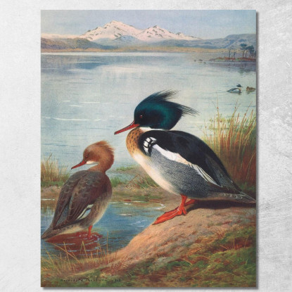 Smergo Dal Petto Rosso Archibald Thorburn ath87 quadro stampato su tela