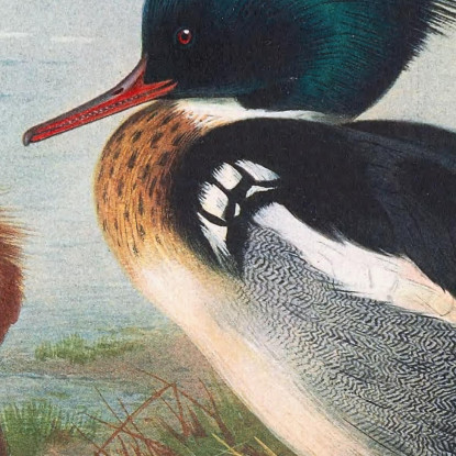 Smergo Dal Petto Rosso Archibald Thorburn ath87 quadro stampato su tela