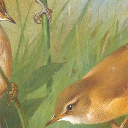 Cannaiola Cannaiola Di Fiume E Cannaiola Verdognola Archibald Thorburn ath91 quadro stampato su tela