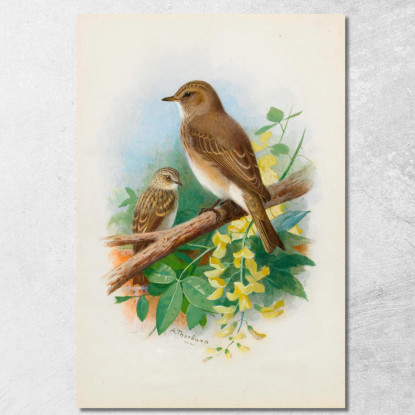 Balia Dal Collare Archibald Thorburn ath93 quadro stampato su tela