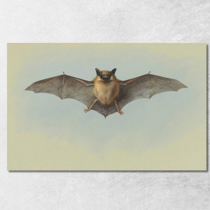 Studio Di Un Pipistrello Albolimbato Archibald Thorburn ath95 quadro stampato su tela