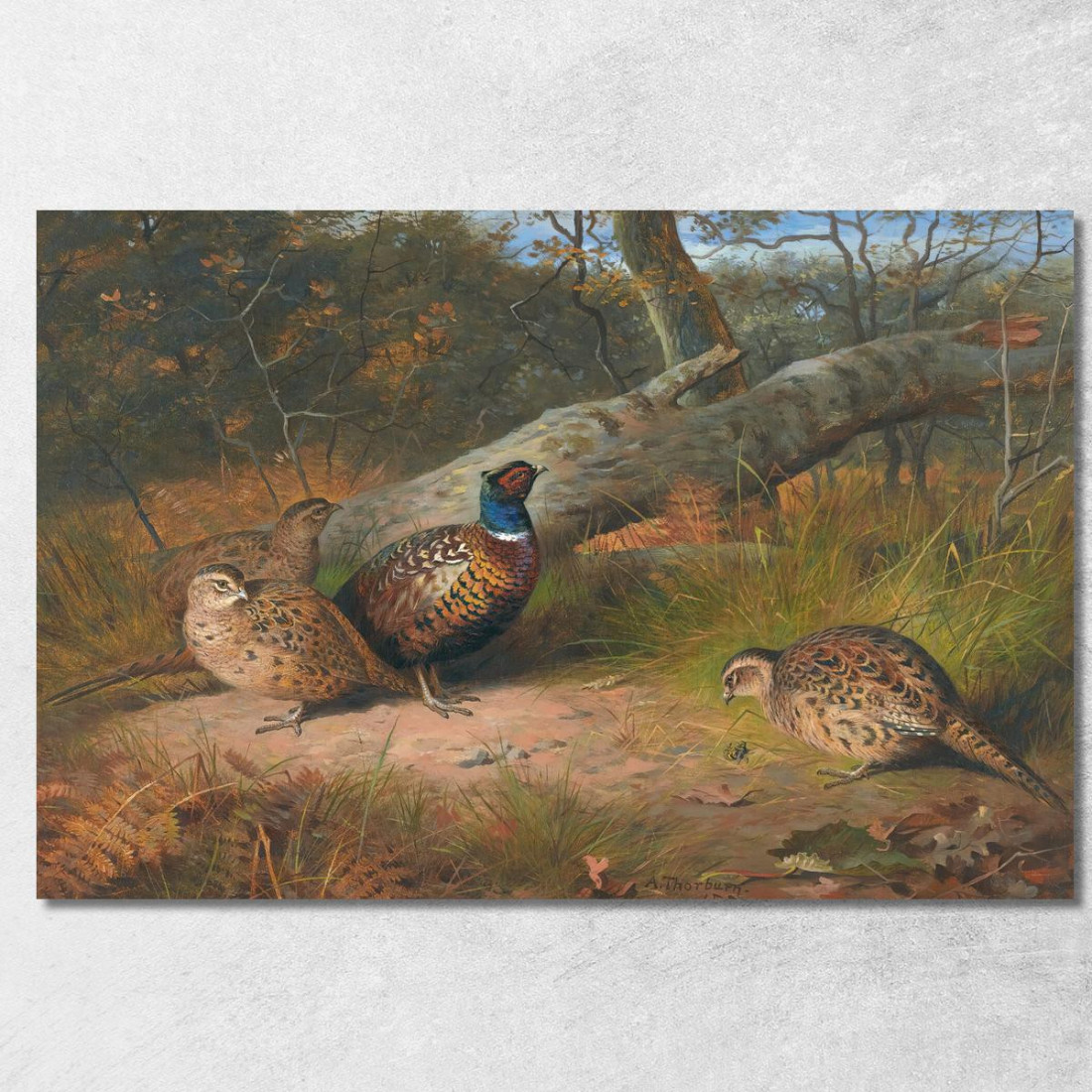 Il Faggio Caduto - Un Gallo E Tre Fagiane Con Una Vespa Archibald Thorburn ath101 quadro stampato su tela