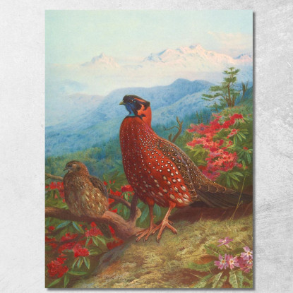 Tragopano Satira Archibald Thorburn ath103 quadro stampato su tela