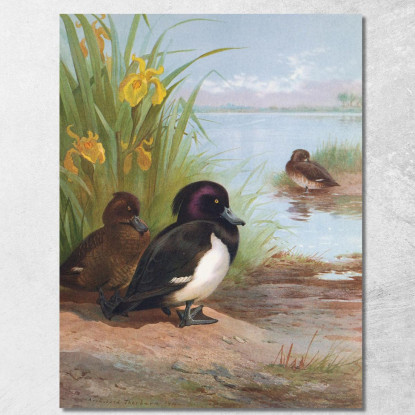 Moretta Tufted Archibald Thorburn ath106 quadro stampato su tela