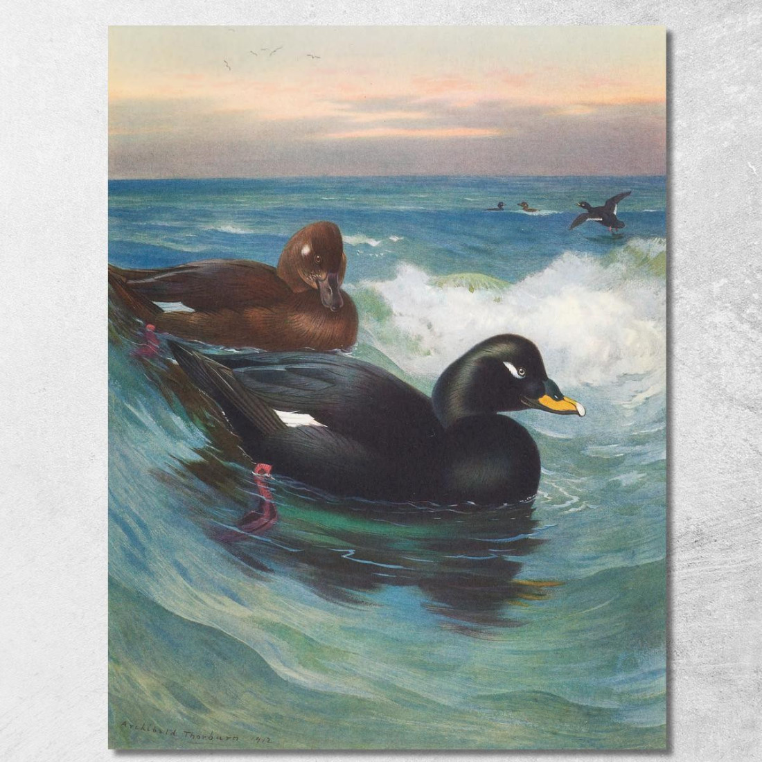 Orco Marino Vellutato Archibald Thorburn ath107 quadro stampato su tela